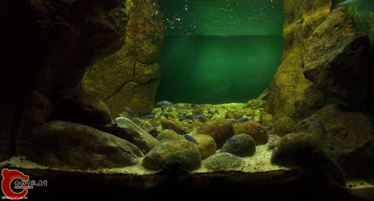 2015_biotope_aquarium_a_18_1.jpg
