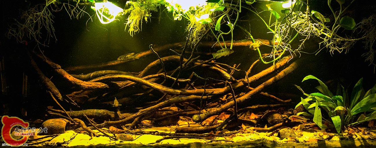 2015_biotope_aquarium_sa_8_1.jpg