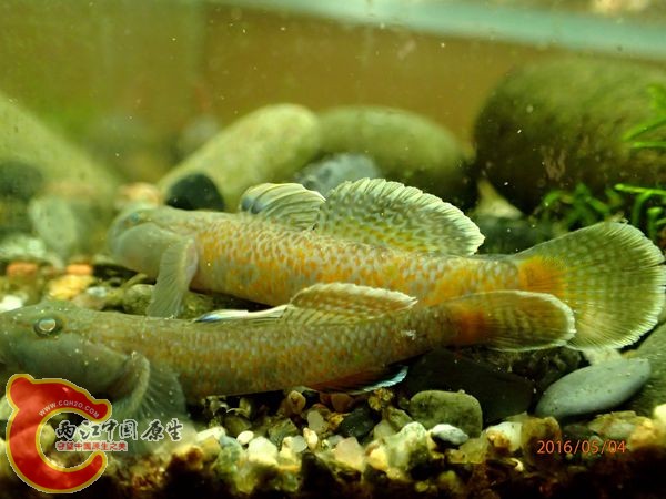 P5040741_副本_副本.jpg