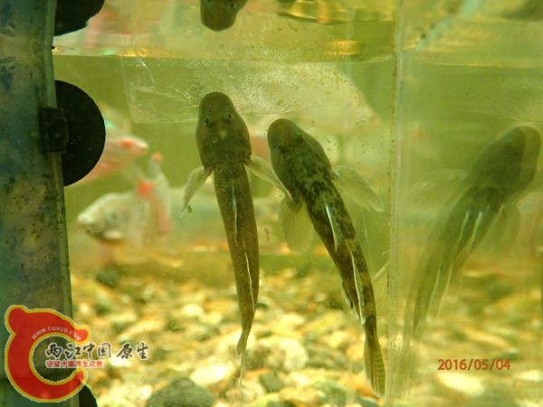 P5040744_副本_副本.jpg
