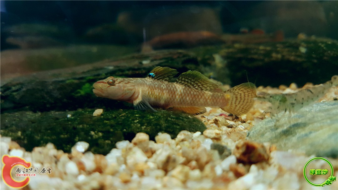 两江中国原生移动应用