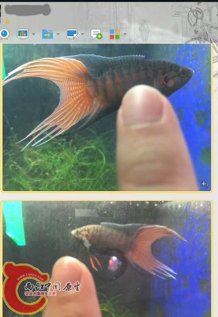 QQ图片20160513105255 副本.jpg