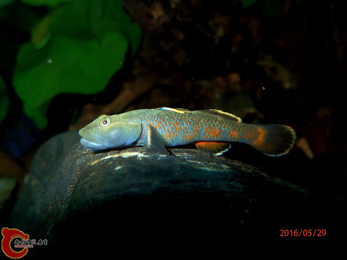 P5291881_副本_副本.jpg