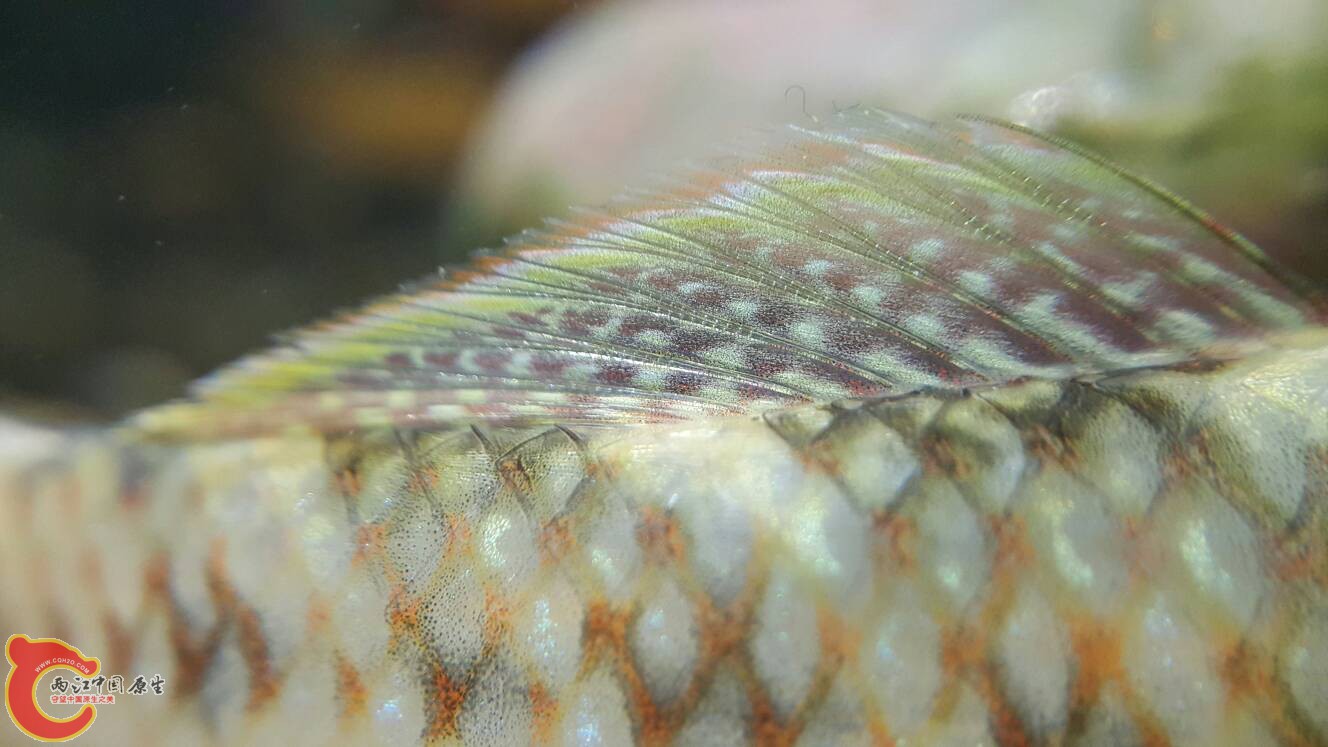 004941ntdooikshimgootk.jpg