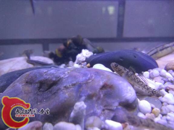 192148xopl0rljrvkpkkll.jpg