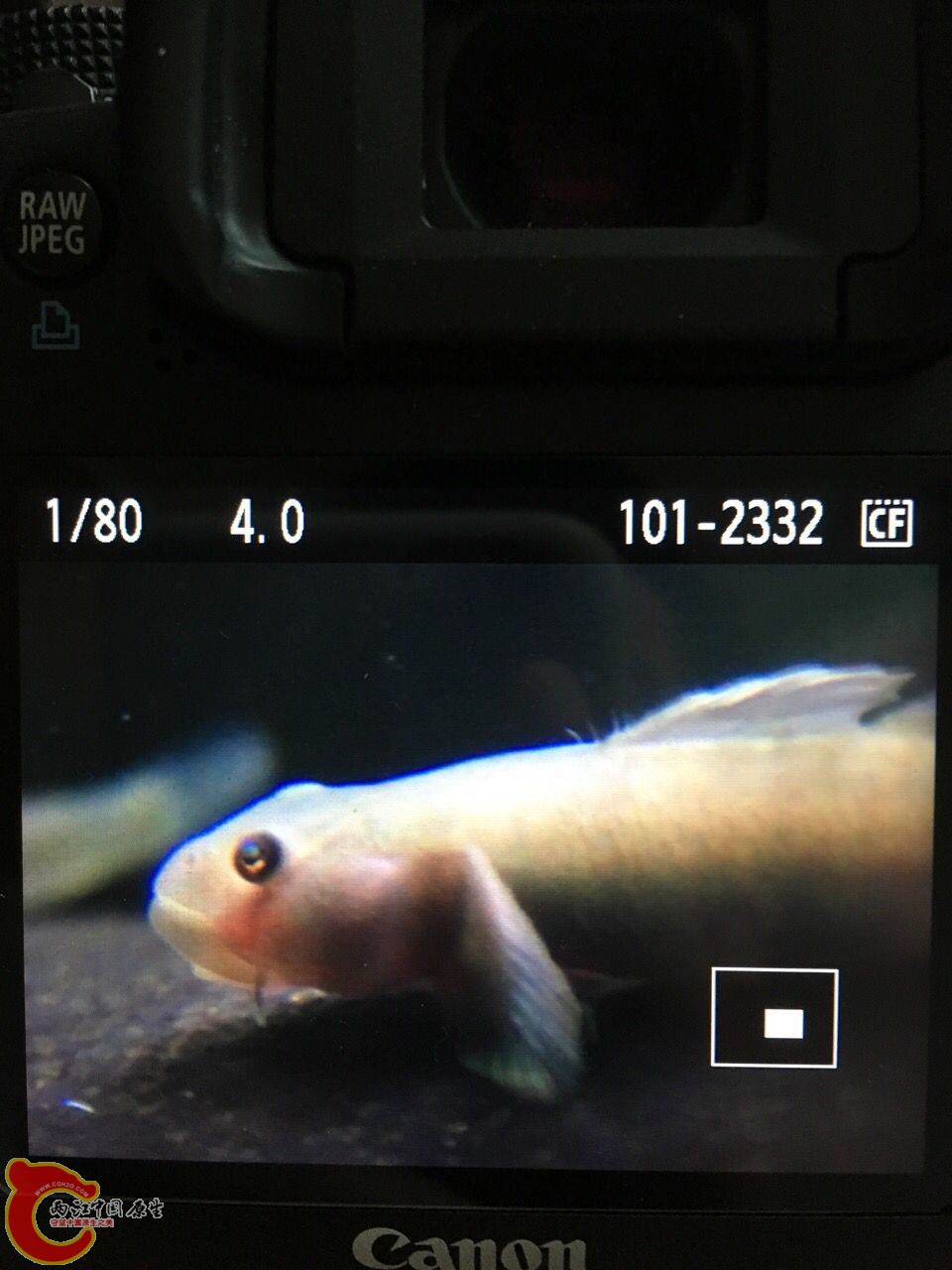 QQ图片20160614110508.jpg