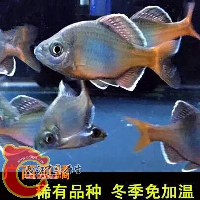 151205grcrxbw27ex2cclo.jpg