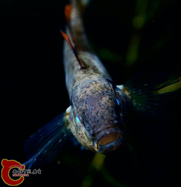 225051p7gndmfhtwygujqy.JPG