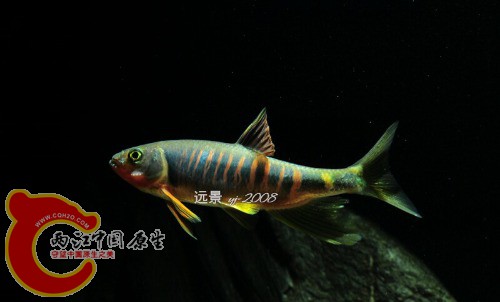 O$}%P9S}ICT]%JPB5O~)EZC躱 yj-2008.jpg