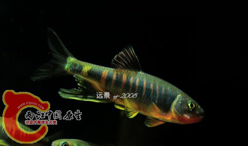 QM~PVXUFGR_ND9O29F)9{C0躱 yj-2008.jpg