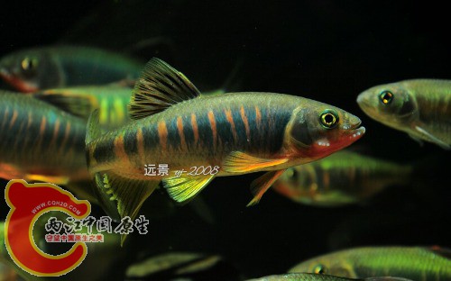 }2[[CRD3XS}UGSB0ZG%RX%R躱 yj-2008.jpg