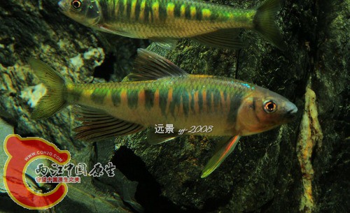 %4T`_L)WE(WDXEQ2KTPDDHP躱 yj-2008.jpg