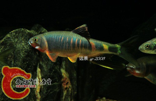 X9CY35A$~[4C$@H%W%V~53L躱 yj-2008.jpg