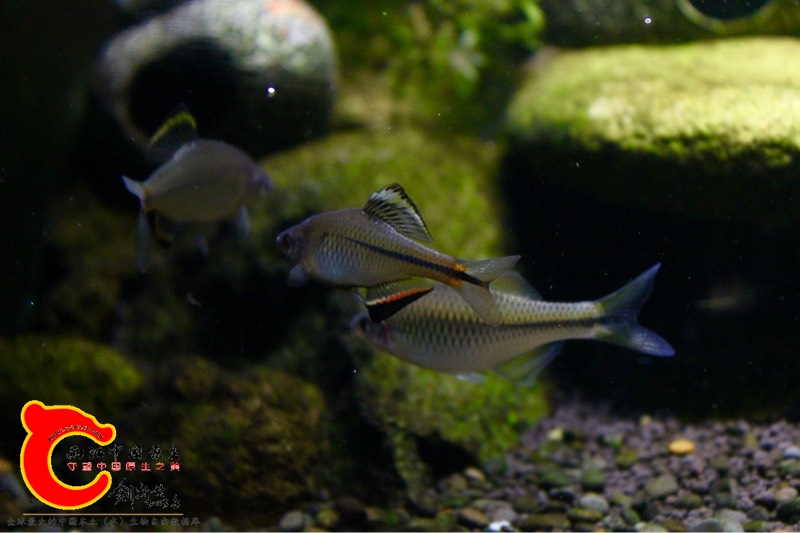 130630dbxlxpk0pxld7pkl.jpg