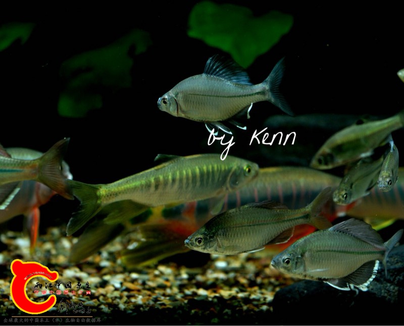 091434cvd9nanuyzzvdnu9.jpg