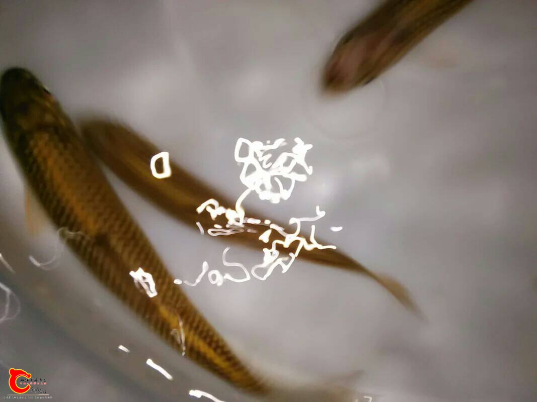 091920b7aazpzjjj7j5jwf.jpeg