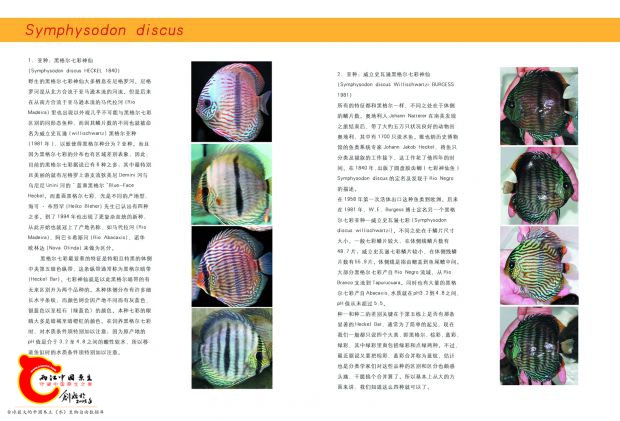 七彩神仙鱼样张3.jpg