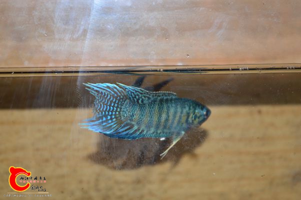 DSC_0372.JPG