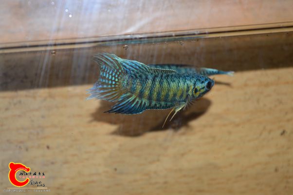 DSC_0377.JPG