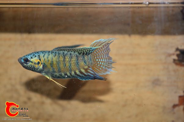DSC_0382.JPG