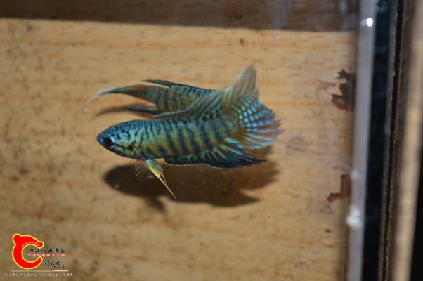 DSC_0381.JPG