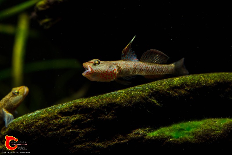 084147jrigctnz77nnn7gc.jpg