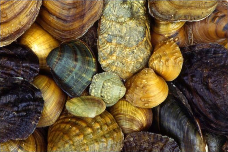 Freshwater-mussels-sought-by-poachers.jpg