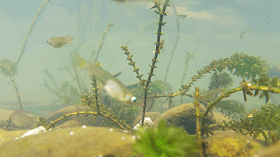 eefde1772a354b74eb09d8315572766c.gif