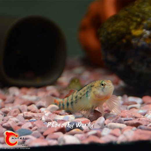 DSC_4743_副本.jpg