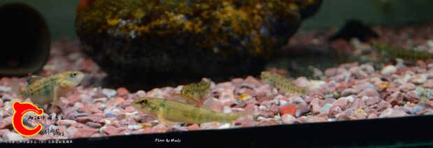DSC_4744_副本.jpg