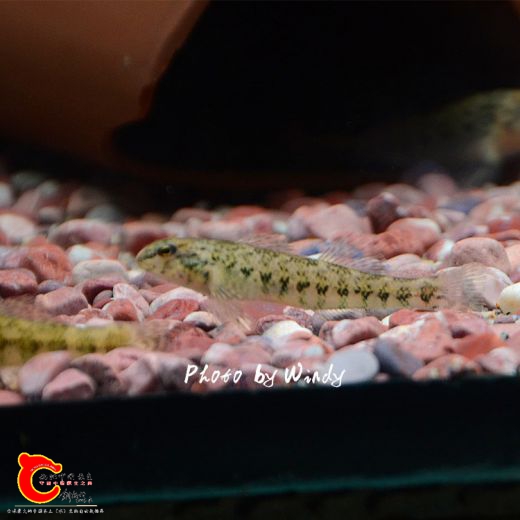 DSC_4747_副本.jpg