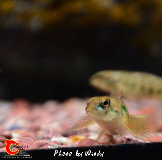 DSC_4749_副本.jpg