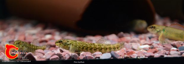 DSC_4751_副本.jpg
