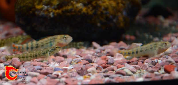 DSC_4754_副本.jpg