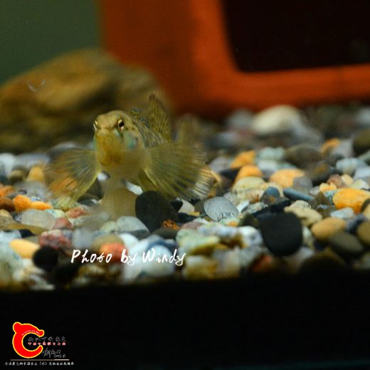 DSC_4760_副本.jpg