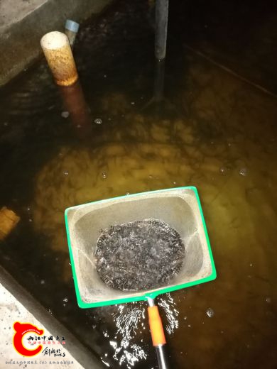 3号池公分苗
