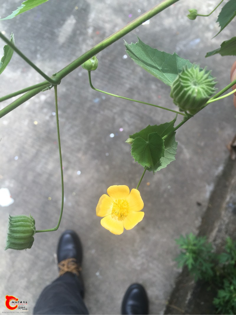 152255b07t1usqtsas0sai.jpg