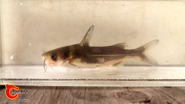 瓦氏黄颡鱼 (10).jpg