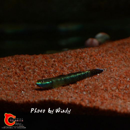 DSC_5570_副本.jpg