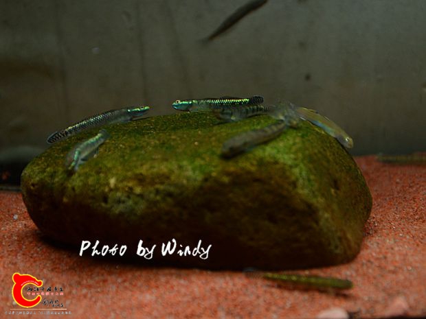 DSC_5572_副本.jpg