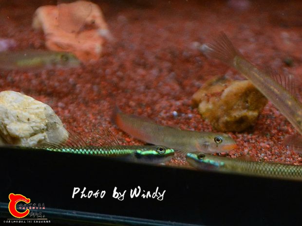 DSC_5604_副本.jpg