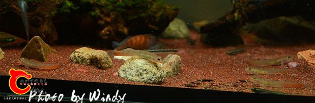 DSC_5611_副本.jpg