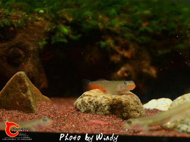 DSC_5618_副本.jpg