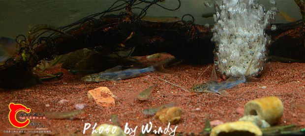 DSC_5621_副本.jpg