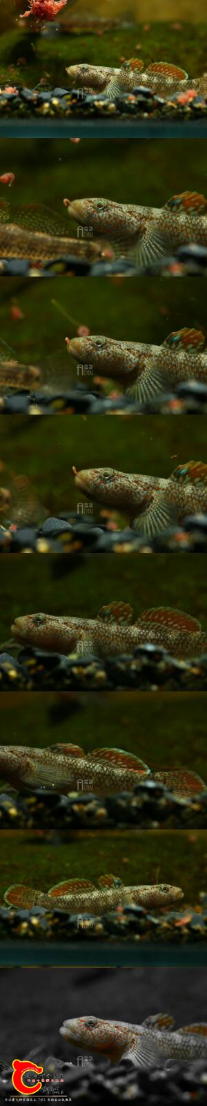 224429bhosonfhjukoonff.jpg