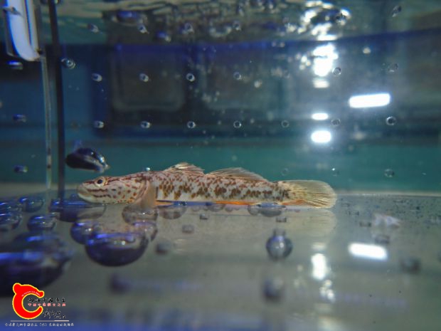 断线吻虾虎
