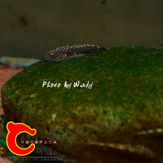 DSC_4268_副本.jpg
