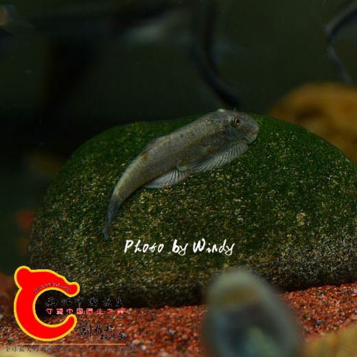 DSC_4274_副本.jpg