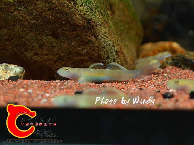 DSC_4284_副本.jpg