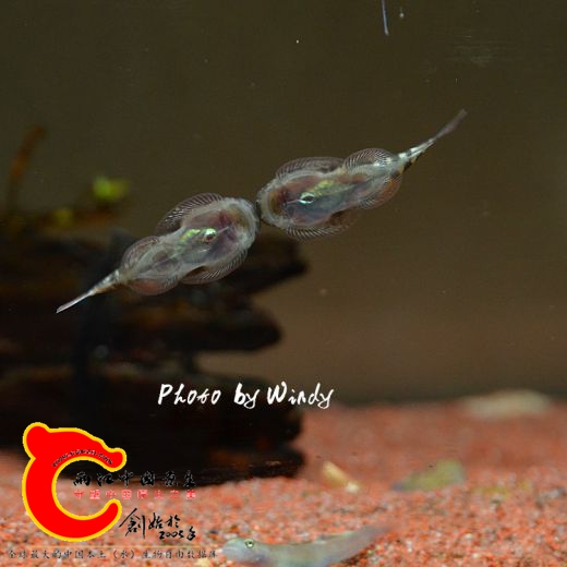 DSC_4287_副本.jpg
